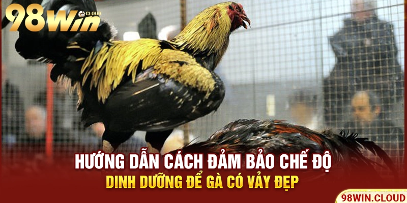 Hướng dẫn cách đảm bảo chế độ dinh dưỡng để gà có vảy đẹp